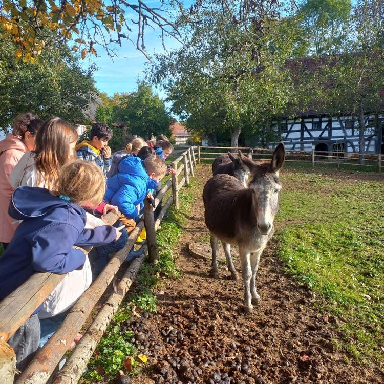Kinder stehen an einem Holzzaun und schauen zwei Esel an